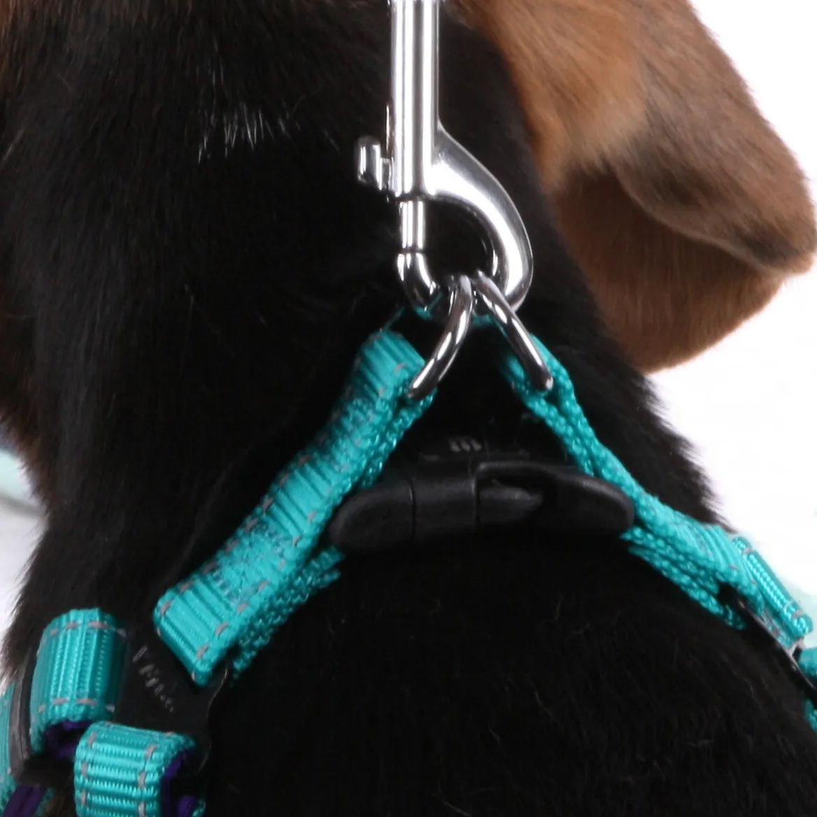 Active Walking Dog Harness - Aqua & Purple