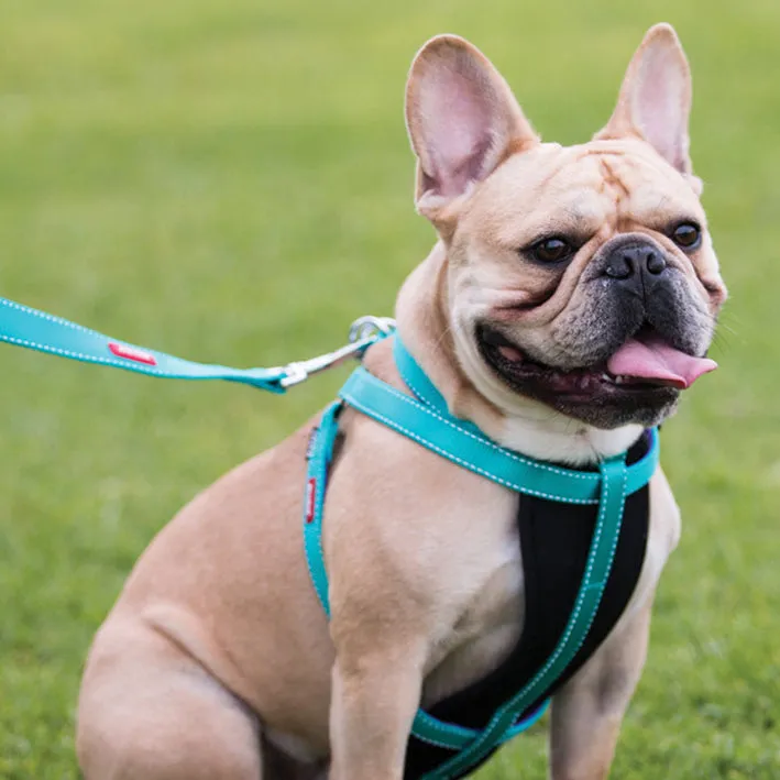 Active Walking Dog Harness - Aqua & Purple